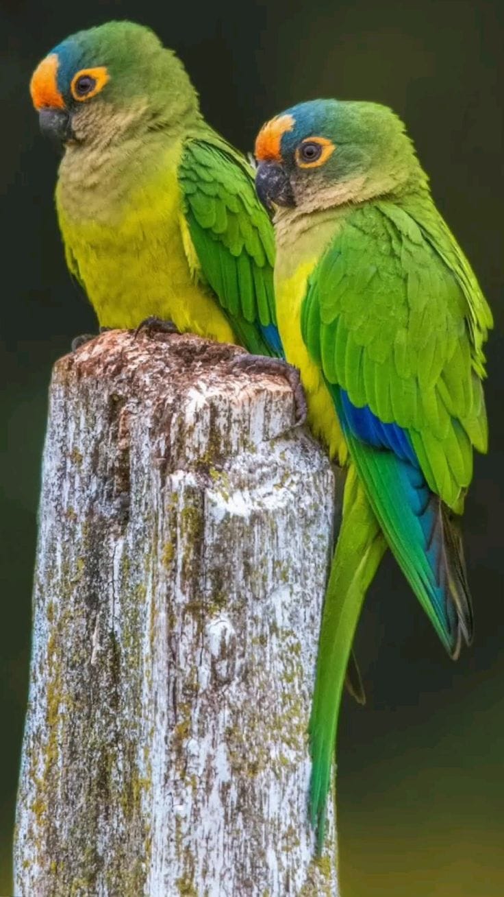 Deux conures de Finsch sur un tronc